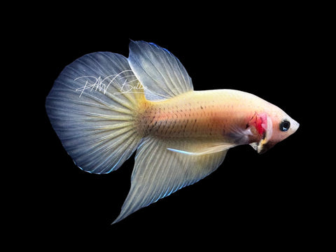 Yellow Hybrid Plakat Male Betta | M2822