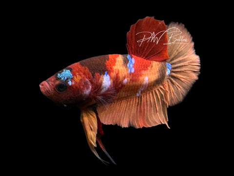 Nemo HMPK Male Betta | M2304