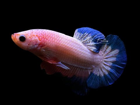 Fancy Rim HMPK Male Betta | M2565