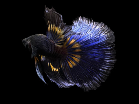 Mustard Super Delta Male Betta | M3077