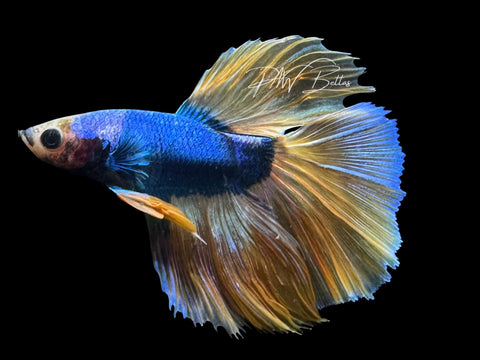 Yellow Mascot Halfmoon Male Betta | M2847