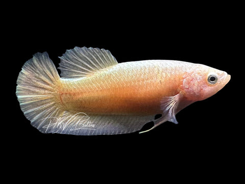 Gold HMPK Female Betta | F4012