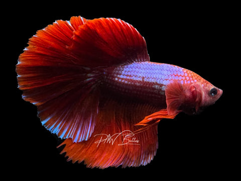 Bi-Color Halfmoon Male Betta | M3099