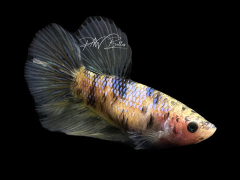 Yellow Koi HM Female Betta | F1685