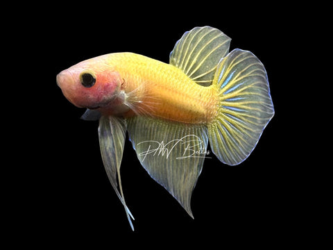 Yellow Hybrid Wild Type Male Betta | M3083