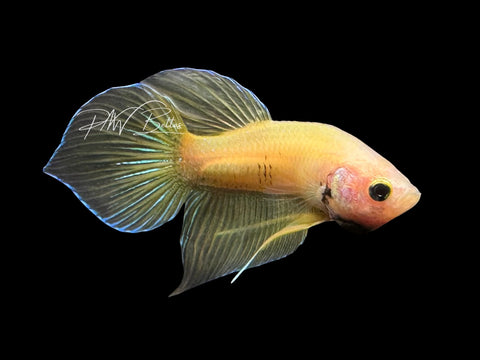 Yellow Hybrid Wild Type Male Betta | M3083