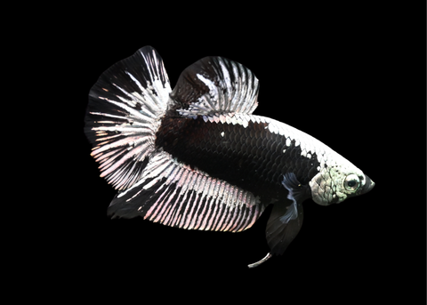 Samurai HMPK Male Betta | 5218