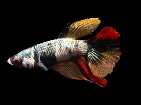 Nemo Copper Halfmoon Female Betta | F2821