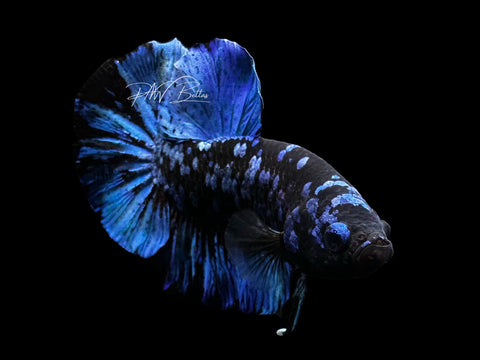 Avatar HMPK Male Betta | M2701