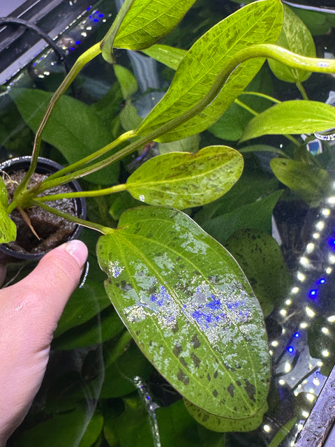 Marble Queen Sword | Potted