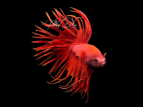 Red Crowntail Male Betta | M3076