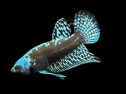 Samurai Alien Male Betta | M2838