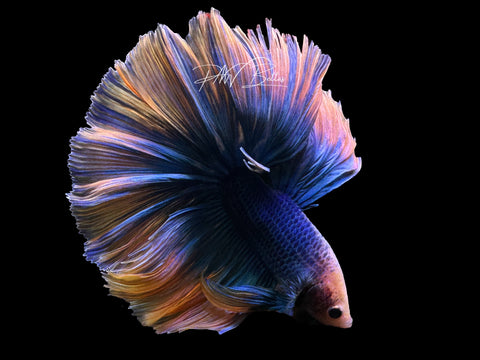 Yellow Mascot HM Male Betta | M2621