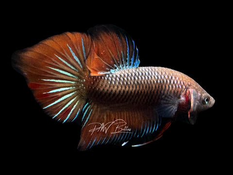 Hybrid Wild Type Plakat Male Betta | M2879