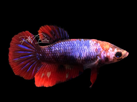 Marble Halfmoon Female Betta | F2325
