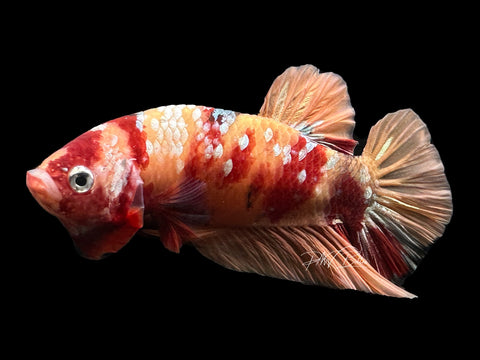 Copper Galaxy HMPK Male Betta | M2601