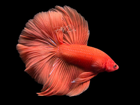 Super Orange HM Male Betta | M2405