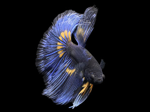Mustard Super Delta Male Betta | M3077