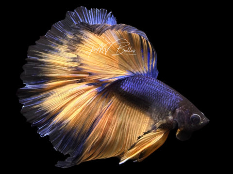 Mustard Halfmoon Male Betta | M3087