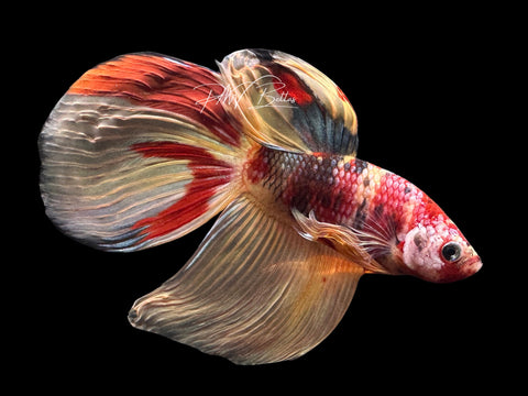 Nemo VT Male Betta | LM8