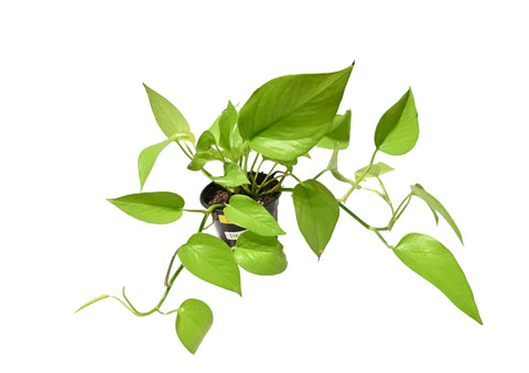 Neon Pothos 4”