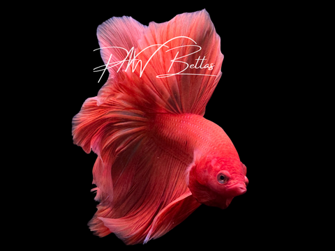 Steve | Super Orange Halfmoon Male Betta
