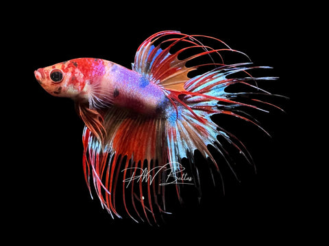 Candy Crowntail Male Betta | M2782