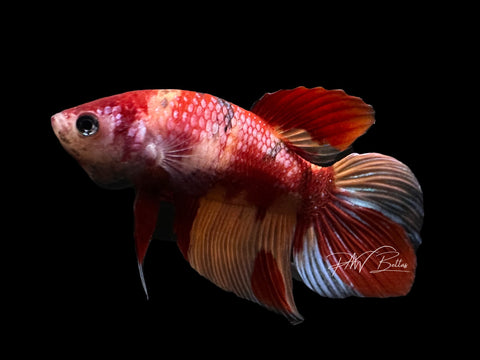 Nemo VT Female Betta | F1690