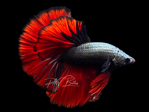 Red Copper Halfmoon Male Betta | M2460