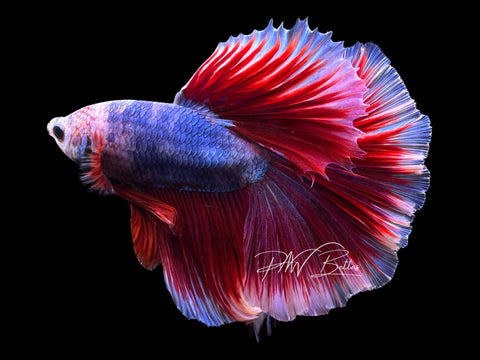 Marble Halfmoon Male Betta | Live Sale M8