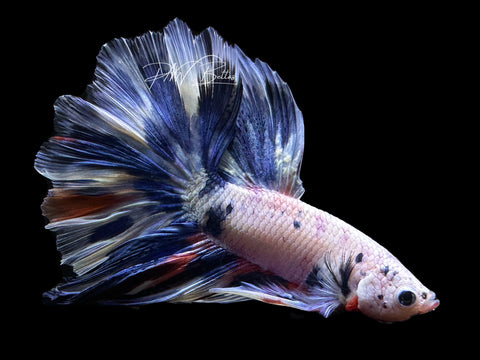 Blue Marble HM Male Betta | M2628