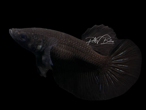 Black HM Female Betta | F1684