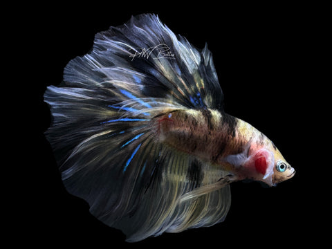 Yellow Koi HM Male Betta | M2613