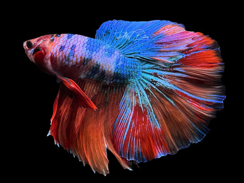 Marble HM Male Betta | M2609