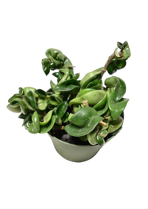 Hoya Compacta 4”