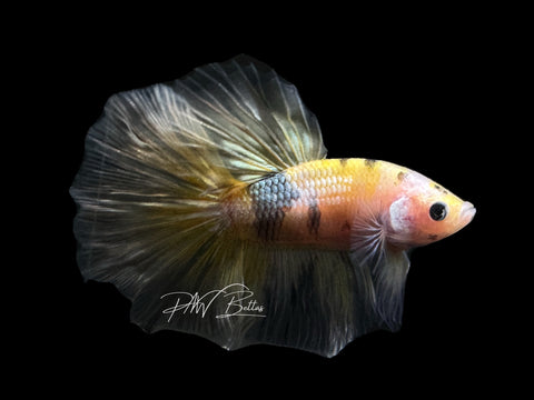 Yellow Copper Marble HM Male Betta | M2622