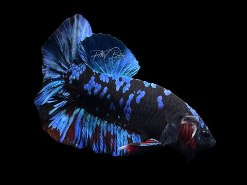 Avatar HMPK Male Betta | M2593