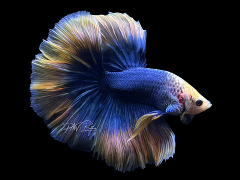 Yellow Mascot HM Male Betta | M2602