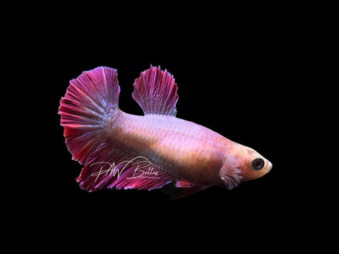 Salamander  HM Female Betta | LF3