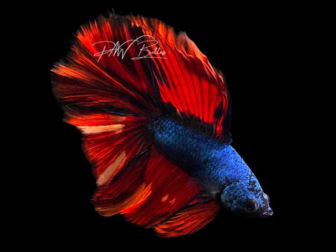 Marble DTHM Male Betta | M3082