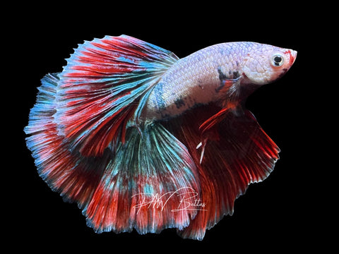 Fancy Marble Halfmoon Male Betta | M2860
