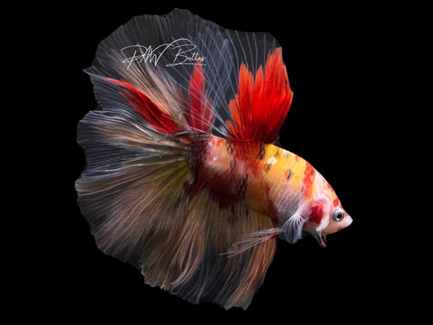 Nemo HM Male Betta | M2635