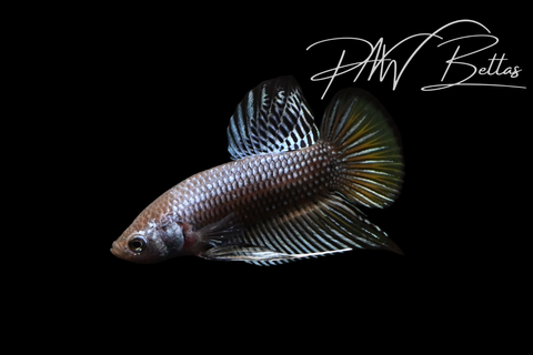 Copper Yellow Imbellis Male | Franks Bettas Wild Type | FW151