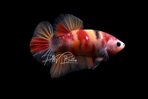Nemo Galaxy HMPK Male Betta | M4077
