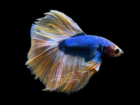 Yellow Mascot Halfmoon Male Betta | M2847