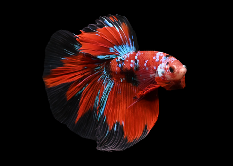 Red Galaxy Halfmoon Male Betta | 5211