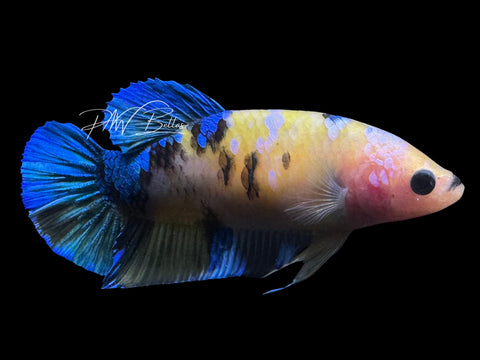 Yellow Koi HMPK Female Betta | F4013