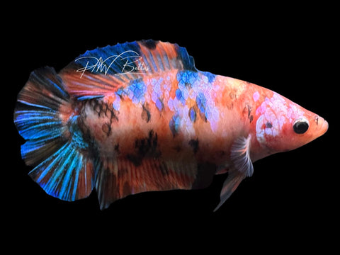 Candy DTHM Female Betta | Live Sale F5