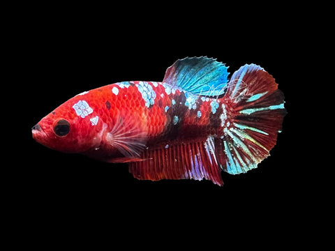 Red Galaxy HMPK Female Betta | F2817