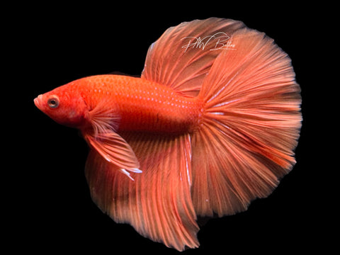 Super Orange HM Male Betta | M2405